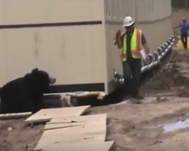 scare prank, funny, funny vids, funny videos, pranks, scare pranks, funny animals videos