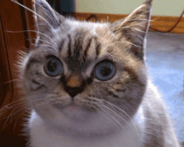 gifs, funny gifs, funny, vids, animated gifs, moving gifs, best gif, best gifs, staring contest gif, cat gif, cat gifs, samuel l jackson gif, sam jackson gif, cats, cat, funny cats, funny cat, funny animals, funny animal