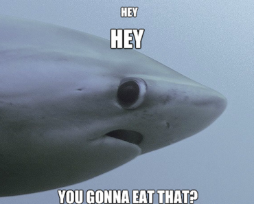 shy shark, shy shark meme, shy shark know your meme, shy shark meme maker, shark meme, sad shark meme, shark week meme, shark attack meme