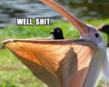 Funny-memes-best-memes-popular-memes-well-shit-meme-pelican-eating-bird-370x297.jpg