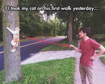 the-best-funny-pictures-of-first-walk-cat-370x297.jpg