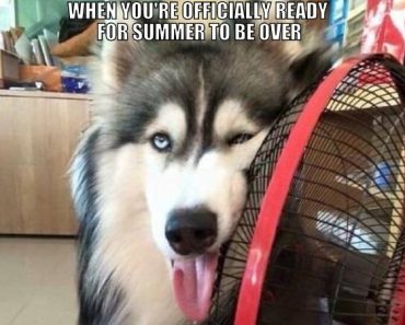 the-best-funny-pictures-of-SUMMER-OVER-DOG-370x297.jpg