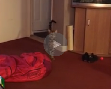 cat sings boom boom boom, cat sings boom boom, cat sings, singing cat, cat singing, cat singing video, cat singing rap, cat singing hip hop, cat singing rock, cats singing songs, cat sinigng to music, cats singing to music, animals singing, singing animals, funny cat, funny cats, funny cat video, funny cat videos, cats funny, funny cats, funny video, funny videos, funny vid, funny vids, funniest video ever, animal video, animal videos, funny animal, funny animals
