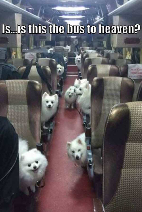 the-best-funny-pictures-of-bus-to-heaven-dogs.jpg