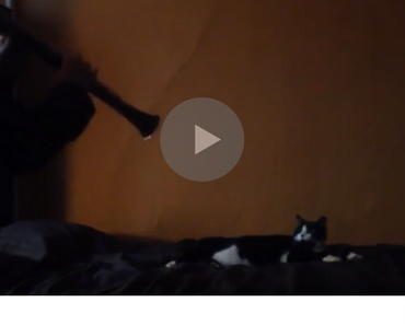 cat hates clarinet, cat hates music, cat doesn't like clarinet, cat doesn't like music, clarinet cat, cat clarinet, flute cat, cat flute, scaredy cat, cat fail videos, cat fail video, best cat fail videos, best cat fail videos 2016, best cat fail videos 2017, best cat fail videos 2018, best cat fail videos 2019, best cat fail videos 2020, funniest cat fail videos, funniest cat fail videos 2016, funniest cat fail videos 2017, funniest cat fail videos 2018, funniest cat fail videos 2019, funniest cat fail videos 2020, funny cat, funny cats, funny cat video, funny cat videos, cats funny, funny cats, funny video, funny videos, funny vid, funny vids, funniest video ever, animal video, animal videos, funny animal, funny animals, funniest cat videos 2016, funniest cat videos 2017, funniest cat videos 2018, funniest cat videos 2019, funniest cat videos 2020, funniest cats 2016, funniest cats 2017, funniest cats 2018, funniest cats 2019, funniest cats 2020, funniest kitten videos 2016, funniest kitten videos 2017, funniest kitten videos 2018, funniest kitten videos 2019, funniest kitten videos 2020