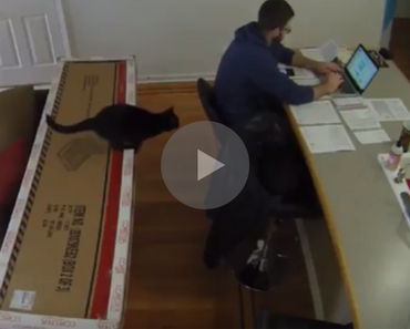 cat ruins taxes, cat helps with taxes, cat falls, cat fall, cat jumps and falls, cat fall jump, cat knocks over papers, cat knocks over taxes, cat helps with taxes, taxes cat, cat taxes, cat fail videos, cat fail video, best cat fail videos, best cat fail videos 2016, best cat fail videos 2017, best cat fail videos 2018, best cat fail videos 2019, best cat fail videos 2020, funniest cat fail videos, funniest cat fail videos 2016, funniest cat fail videos 2017, funniest cat fail videos 2018, funniest cat fail videos 2019, funniest cat fail videos 2020, funny cat, funny cats, funny cat video, funny cat videos, cats funny, funny cats, funny video, funny videos, funny vid, funny vids, funniest video ever, animal video, animal videos, funny animal, funny animals, funniest cat videos 2016, funniest cat videos 2017, funniest cat videos 2018, funniest cat videos 2019, funniest cat videos 2020, funniest cats 2016, funniest cats 2017, funniest cats 2018, funniest cats 2019, funniest cats 2020, funniest kitten videos 2016, funniest kitten videos 2017, funniest kitten videos 2018, funniest kitten videos 2019, funniest kitten videos 2020