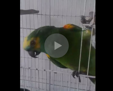 parrot sings rihanna, bird sings rihanna, parrot sings monster, bird sings monster, parrot singing rihanna, parrot singing monster, bird singing rihanna, bird singing monster, parrot rihanna, rihanna parrot, bird rihanna, rihanna bird, parrot does rihanna impression, bird does rihanna impression, bird sounds like rihanna, parrot impression, funniest bird ever, funny bird, bird funny, funny bird videos, funniest bird videos 2016, funniest bird videos 2017, funniest bird videos 2018, funniest bird videos 2019, funniest bird videos 2020, funny video, funny videos, funny vid, funny vids, funniest video ever, animal video, animal videos, funny animal, funny animals