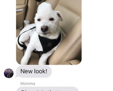 dad ruined the dog, dad ruins dog, dad ruined dog text, dad ruined our dog, dad ruined dog tweet, dad ruined dog twitter, twitter dad ruined dog, dads and dogs, dogs and dads, funny dads dogs, funny dogs dads, funny dog, funny dogs, dog, dogs, dogs funny, dog funny, funny pictures of dogs, funny dogs and cats, funny pics of dogs, pictures of funny dogs, funny images of dogs, dogs being funny, cute funny dogs, funny photos of dogs, funny cute dogs, dogs with funny faces, images of funny dogs, funny dogs with captions, funny pictures of cats and dogs, funny pictures dogs, funny pictures of dogs and cats, pics of funny dogs, funny pictures of dogs with captions, cute and funny dogs, funny dogs images, really funny dogs, dogs images funny, funny dogs photos, very funny dogs, dogs are funny, funny funny dogs, dogs that are funny, funny pics of dogs with captions, funny small dogs, funny big dogs, funny and cute dogs, funny pics of dogs and cats, funny pics dogs, pictures of funny looking dogs, funny pics of cats and dogs, funny looking dogs pictures, funny little dogs, funny pictures with dogs, photos of funny dogs, most funny dogs, funny dogs and puppies, funny cats and funny dogs, funny pictures about dogs, i love funny dogs, pictures of funny dogs and cats, images funny dogs, really funny pictures of dogs, pictures funny dogs, funny dads, funny photos, funny pics, funny picture, best funny pictures, funny dads, dads funny, funniest dad ever, best dad ever, best dads ever, funniest dads ever, funniest dad photos 2016, funniest dad photos 2017, funniest dad photos 2018, funniest dad photos 2019, funny fathers, fathers funny, funny parents, parents funny, funniest parents ever, best parents ever, funniest dad pictures 2016, funniest dad pictures 2017, funniest dad pictures 2018, funniest dad pictures 2019, funniest dad pictures 2020, funniest parents 2016, funniest parents 2017, funniest parents 2018, funniest parents 2019, funniest parents 2020, funniest tweets, funny tweets, best tweets, top tweets, tweets, tweet, top tweet, best tweet, funny tweet, funniest tweet, hilarious tweets, very funny tweets, funniest tweets 2016, funniest tweets 2017, funniest tweets 2018, funniest tweets 2019, best tweets 2016, best tweets 2017, best tweets 2018, best tweets 2019, top tweets 2016, top tweets 2017, top tweets 2018, top tweets 2019, funny texts, funny texts to send, funny texts messages, funny vids, funny fail texts, really funny texts, funny random texts, funniest texts 2016, funniest texts 2017, funniest texts 2018, funniest texts 2019, funniest texts 2020, best texts 2016, best texts 2017, best texts 2018, best texts 2019, best texts 2020, funniest text messages, funniest text messages 2016, funniest text messages 2017, funniest text messages 2018, funniest text messages 2019, funniest text messages 2020, best texts 2016, best texts 2017, best texts 2018, best texts 2019, best texts 2020