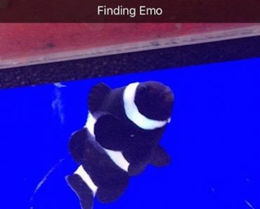 funny picture of finding emo