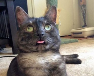 funny pic of cat went full derp