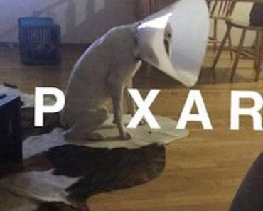 hilarious picture of dog dressed like pixar lamp