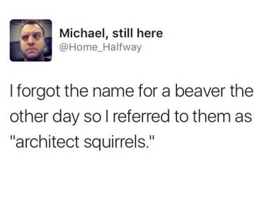 hilarious tweet about architect squirrels beavers