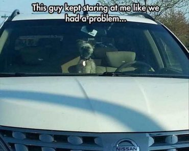 funny picture of dog in back of car staring at me