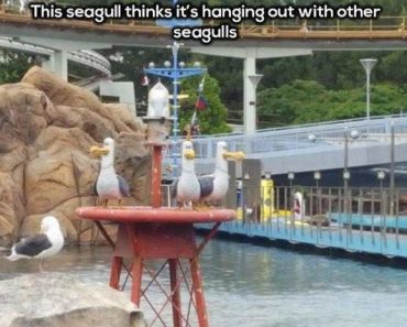 pic of seagull sitting with animatronic seagulls at disneyland