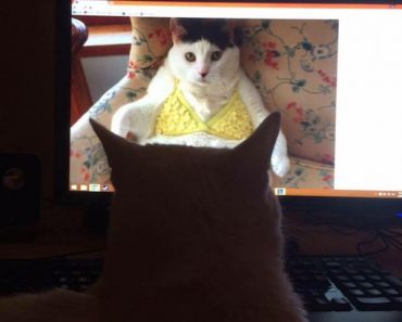 best funny pictures, funny pics, funny photos, funny pictures, funny vids, the best funny pictures, really funny photos, funny photos of animals, funny photos 2016, funny photos 2017, funny photos 2018, funny photos 2019, funny pics 2016, funny pics 2017, funny pics 2018, funny pics 2019, funny pictures 2016, funny pictures 2017, funny pictures 2018, funny pictures 2019, funniest pics 2016, funniest pics 2017, funniest pics 2018, funniest pics 2019, funniest pictures 2016, funniest pictures 2017, funniest pictures 2018, funniest pictures 2019, funniest photos 2016, funniest photos 2017, funniest photos 2018, funniest photos 2019, where to find funny pictures, funny pictures which made everyone laugh, where funny pictures, where to download funny pictures, where to find funny pictures with captions, where to get funny pictures for instagram, where to find funny pictures to share, where to find funny pictures to share on facebook, where to see funny pictures, funny pictures for instagram, funny pictures for facebook, funny pictures for memes, funny pictures for wallpaper, funny pictures for him, funny pictures for her, funny pictures for friends, funny pictures for snapchat, funny pictures like uberhumor, funny pictures like 9gag, funny pictures like facebook, funny pictures like, funny pictures like ifunny, funny stuff like pictures, funny pictures to text, funny pictures to photoshop, funny pictures to send, funny pictures to caption, funny pictures to post, funny pictures to make someone feel better, funny pictures to put on facebook, funny pictures to make you laugh, funny pictures to make you smile, funny pictures to brighten your day, funny pictures to brighten someone's day, funny pictures with words, funny pictures with no words, funny pictures without captions, funny pictures with jokes, funny pictures with dogs, funny pictures with cats, funny pictures without words, funny pictures without text, where can I find funny photos, where to find funny pics