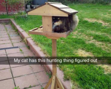 funny photo of cat in birdhouse