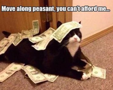 funny picture of cat covered in money