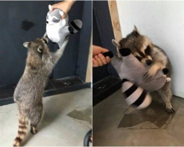 funny photo of raccoon hugging a raccoon toy