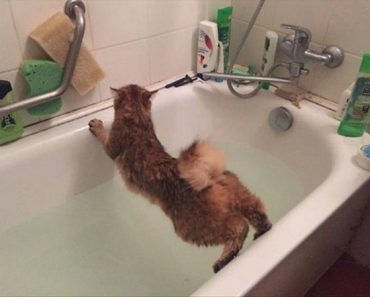 funny picture of cat avoiding water in bath