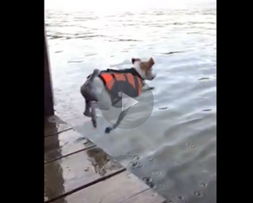 funny video of a dog falling off a pier