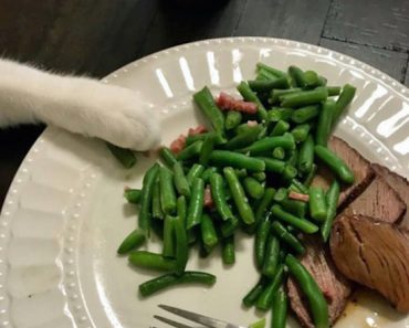 funny picture of cat paw reaching for green beans