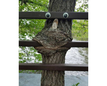 funny picture of googly eyes on a tree that looks like it's eating a gate