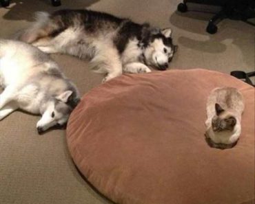 funny picture of cat sitting on dog bed while dogs sleep on the floor