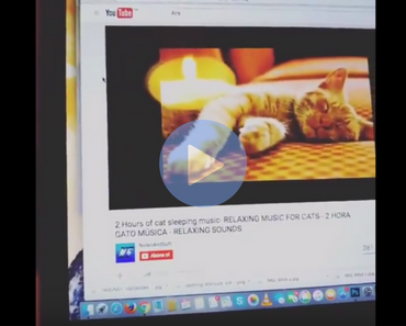 funny video of relaxing music for cats not working on crazy cat