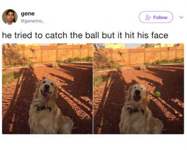 funny photo of dog tried to catch ball but it hit his face tweet