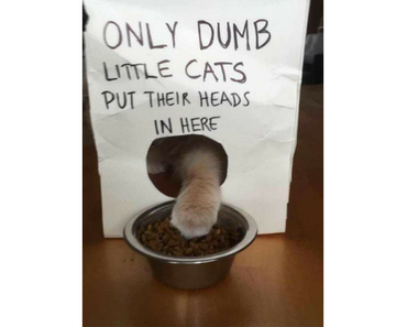 silly photo of cat outsmarts sign that says only dumb little cats put their head in here