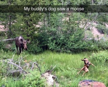 funny photo of perfectly timed photo of dog being scared by moose