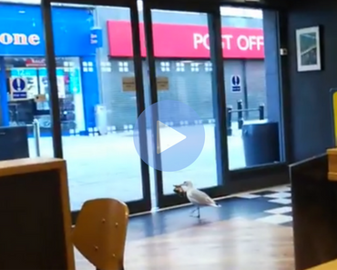 funny video of seagull steals chips from store