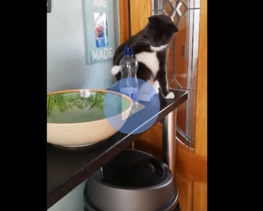cat knocks bottle off shelf repeatedly, cat knocking bottle off shelf, cat caught in the act, asshole cat, asshole cats, cats being asshole, cats are assholes, funny cat, funny cats, cat knocking things over, cat knocking things off table, funny cat video, funny cat videos, cats funny, funny cats, funny video, funny videos, funny vid, funny vids, funniest video ever, animal video, animal videos, funny animal, funny animals