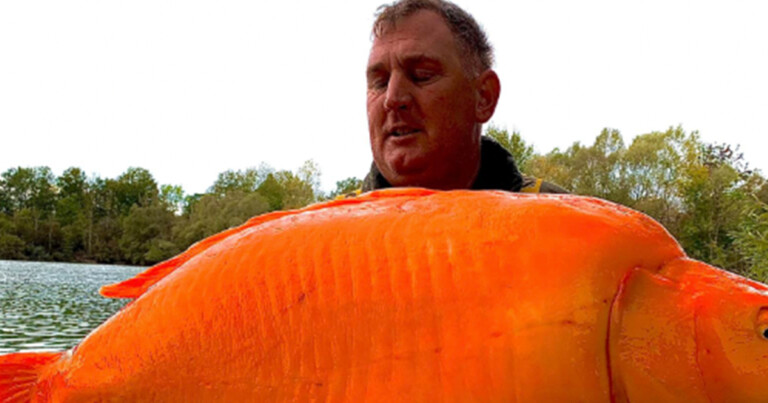 British Man Catches The Biggest Goldfish You Ve Ever Seen