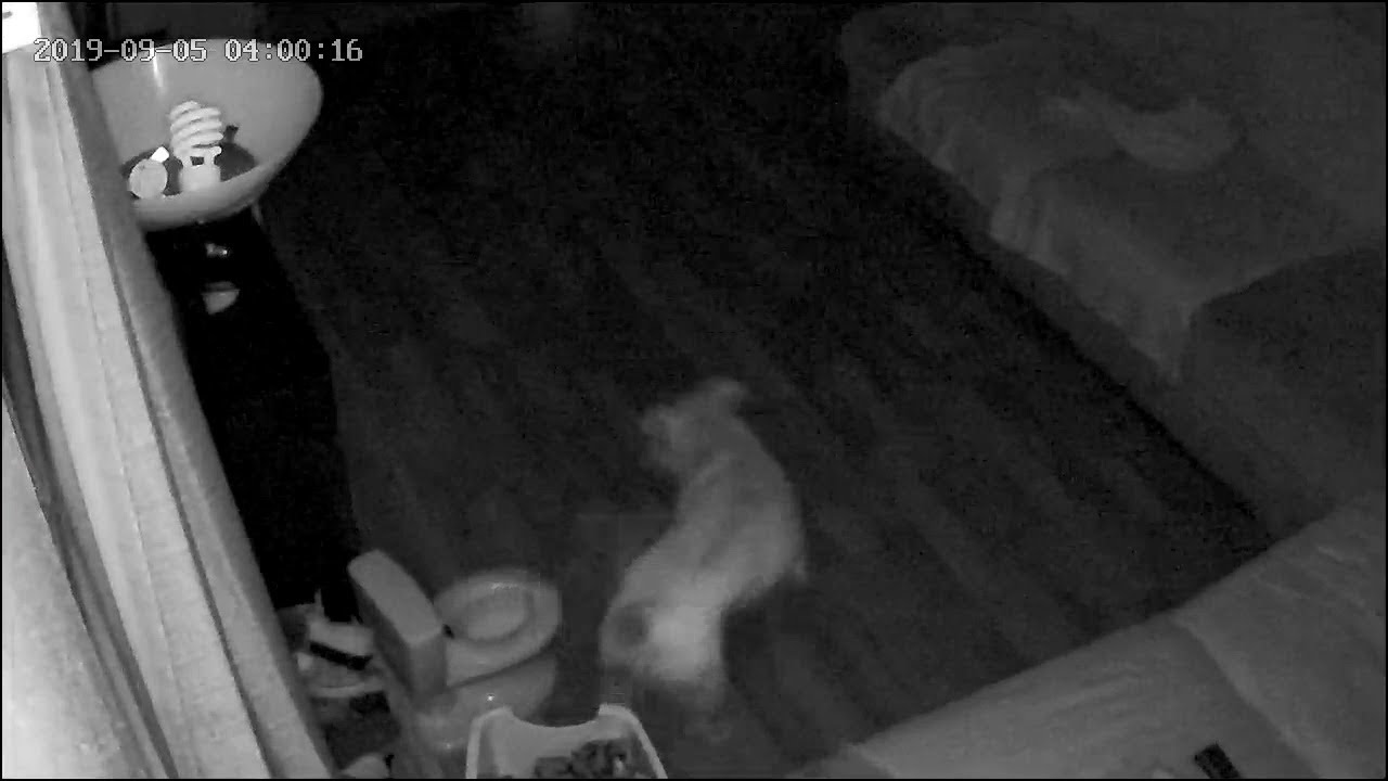 Dog Toilet Trains Itself || ViralHog