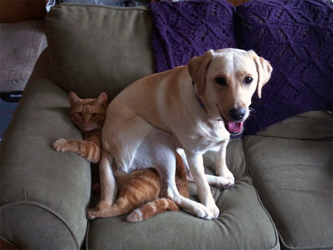 Dogs Sitting On Cats Is Just What Your Day Needs