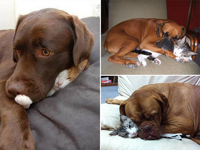 Dogs Sitting On Cats Is Just What Your Day Needs