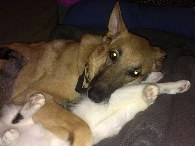 Dogs Sitting On Cats, funny dogs, dogs funny, dogs and cats, cats and dogs, funny cat, funny cats, cats funny, dogs vs cats, cats vs dog, cat vs dog, dog vs cat