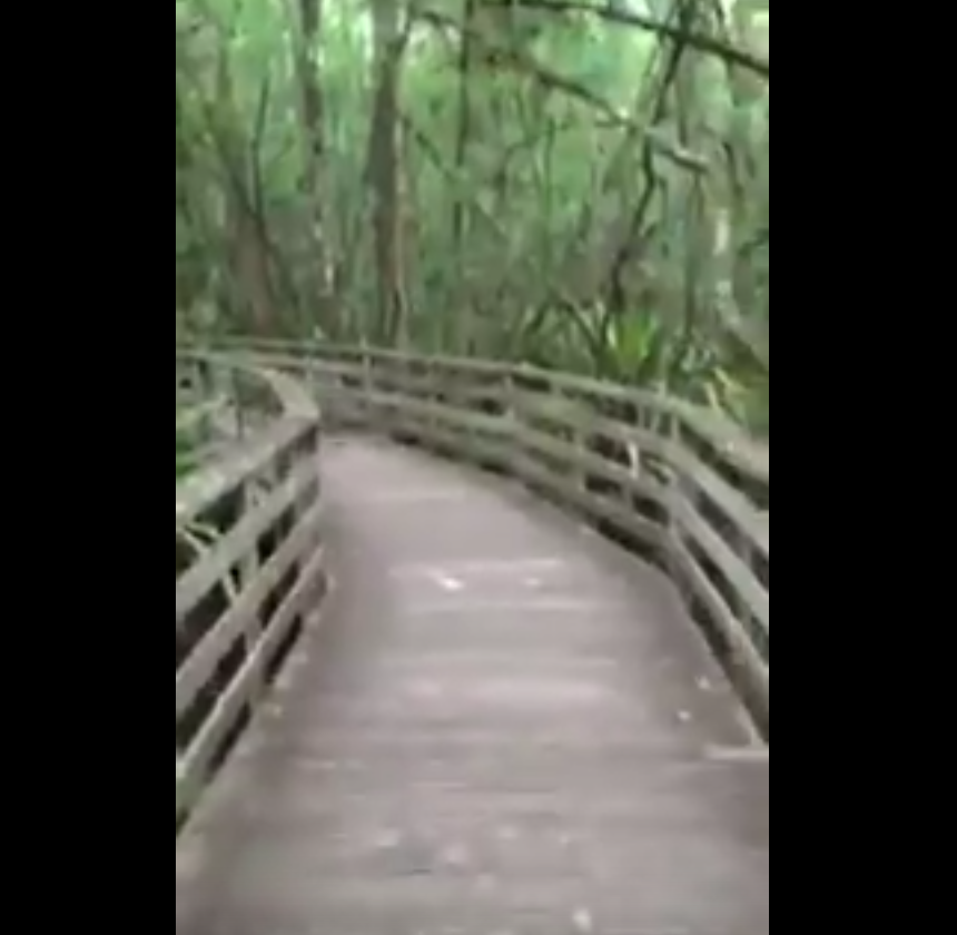 florida panther, corkscrew swamp sanctuary, funny vids, wtf, crazy videos