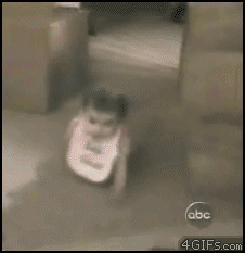GIF random cute animal - animated GIF on GIFER