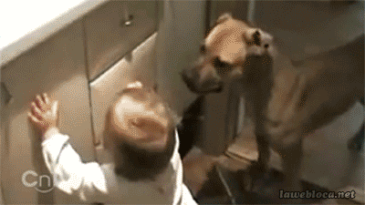 Animals vs. Small Children: A Funny GIF Collection