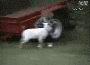 Animals vs. Small Children: A Funny GIF Collection