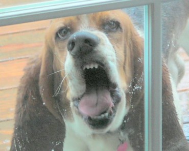 funny pics, funny vids, funny photos, funny pictures, funny dogs, funnt animals, dogs, dogs smashing their faces, dogs smushing their faces, dogs licking