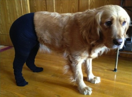 funny dogs, funny dog, funny animal, funny animals, funny vids, funny pictures, funny photos, funny pics, dogs, dogs in pantyhose, pantyhose dogs
