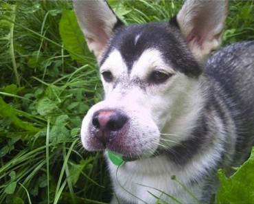 funny animals, funny dogs, dogs, dogs that ate bees, dogs who ate bees, bee stings, funny pictures, funny vids, funny photos, funny pics, animals, cute animals