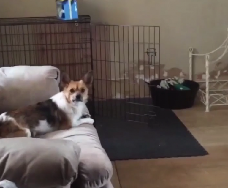 funny videos, funny vids, funny vines, vines, funny animal vine, funny animal vines, dog, dogs, funny dogs, funny dog, fails, dog fails, funny fails