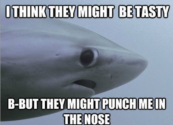 shy shark, shy shark meme, shy shark know your meme, shy shark meme maker, shark meme, sad shark meme, shark week meme, shark attack meme 