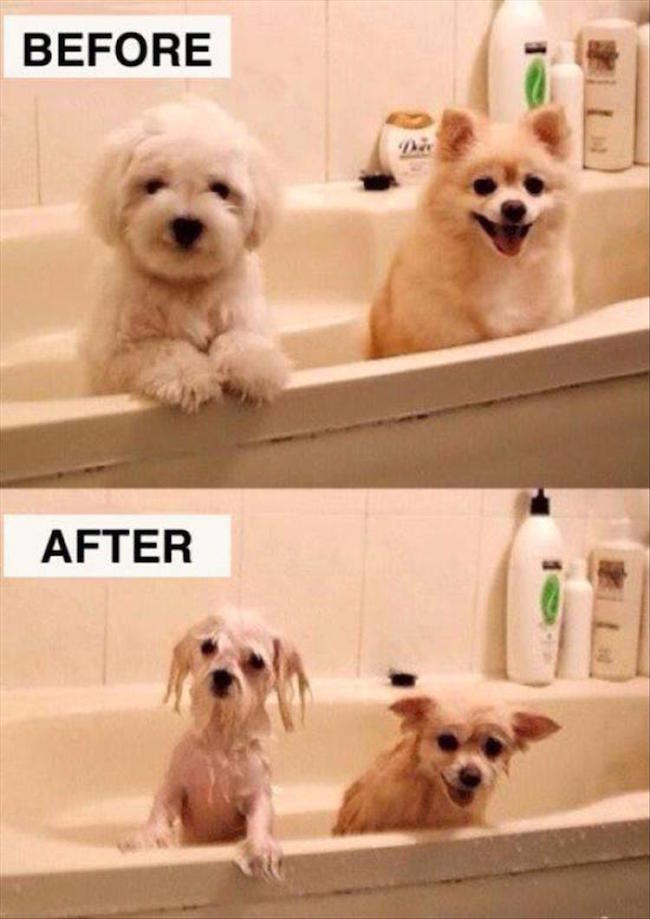 before and after meme, before and after pictures, before and after photos, funny before and after, pictures of change, before and after picture, funny before and after pictures, before picture, before after pictures, after picture, before and after funny, funny before and after memes, funny pictures, funny memes, funny pics, nice funny picture comments, before and after pictures of people, pictures of after, pictures that show change, before and after funny pictures, funny change images, image before and after, picture of before, before and after funny photos, the before picture, funny before after photos, before and after pic, before and after, before & after, before and after pictures, before and after picture, before and after funny, funny before and after pics, before and after marriage funny pictures, before and after funny pics, funny before and after photos, before and after funny pictures, before and after funny images, funny pictures before and after marriage, funny before and after workout pictures, funny before and after weight loss pictures, before and after pictures fake, 