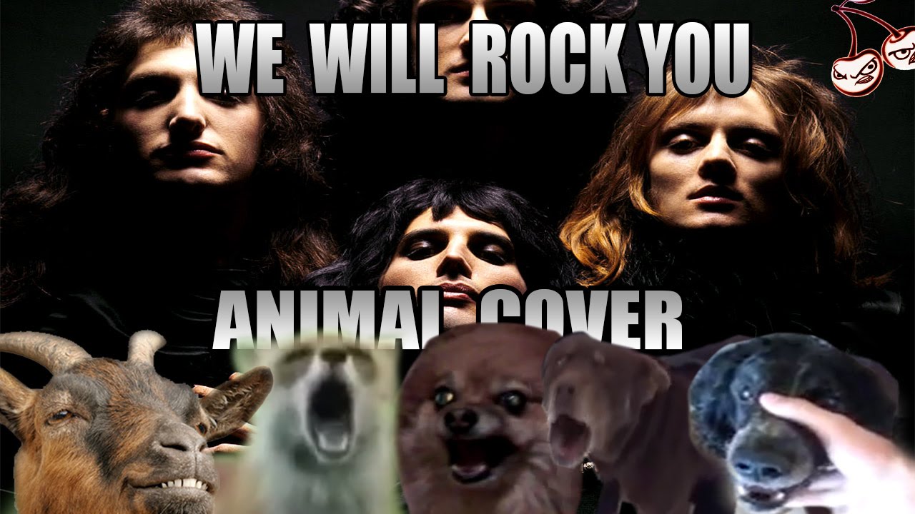 we will rock you animal, we will rock you animal cover, we will rock you animals cover, we will rock you animals version, we will rock you animal version, queen, we will rock you, queen we will rock you, funny vids, funny vid, funny videos, funny video, funny animal video, funny animal videos, cover, covers, cover song, cover songs