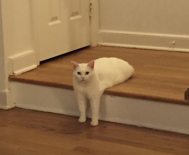 The Internet Had Its Way With A Photo Of A Cat Sitting Awkwardly